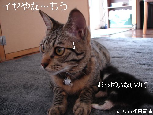 ちびちび白黒3にゃんず_d0355333_14104346.jpg