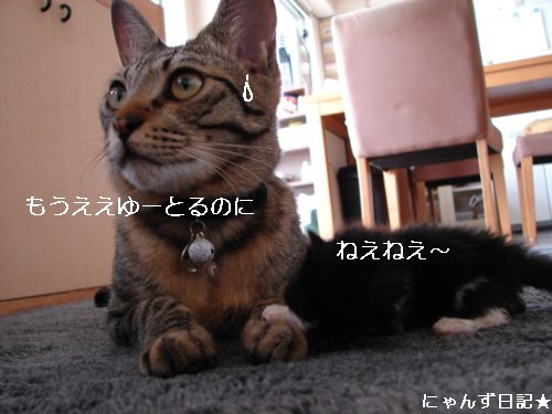 ちびちび白黒3にゃんず_d0355333_14104393.jpg