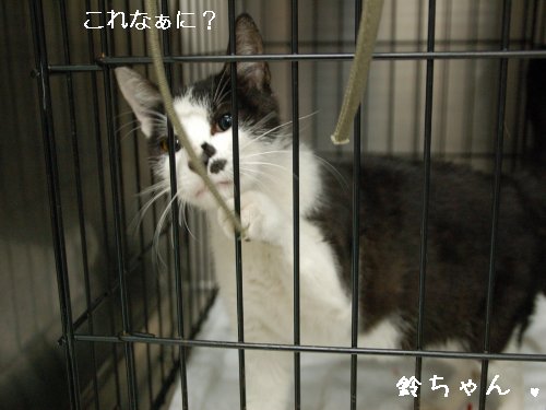 ★鈴ちゃん★_d0355333_14105814.jpg