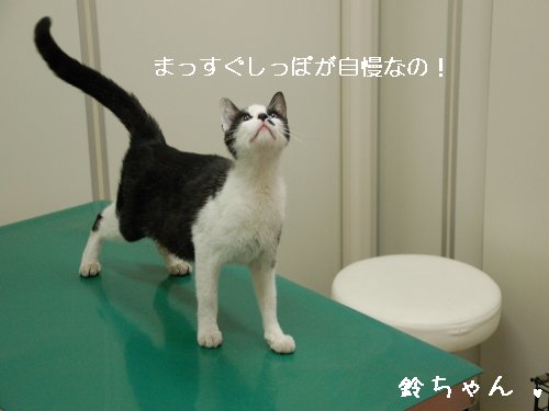 ★鈴ちゃん★_d0355333_14105873.jpg