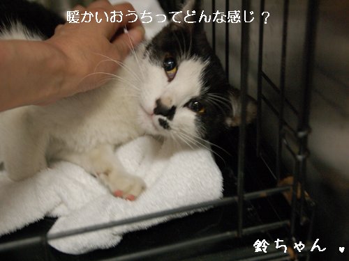 ★鈴ちゃん★_d0355333_14105903.jpg