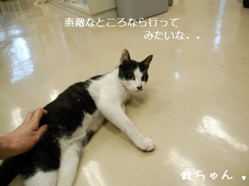 ★鈴ちゃん★_d0355333_14105974.jpg