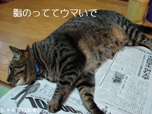 まぐろの値上がり_d0355333_14110317.jpg