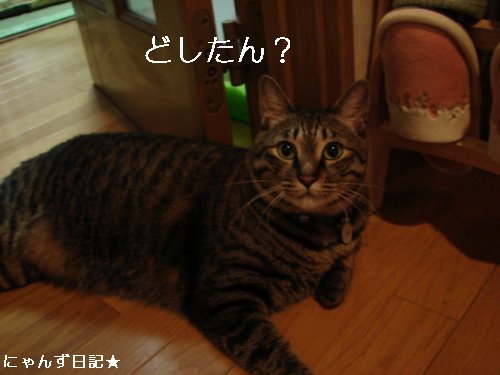 まぐろの値上がり_d0355333_14110346.jpg