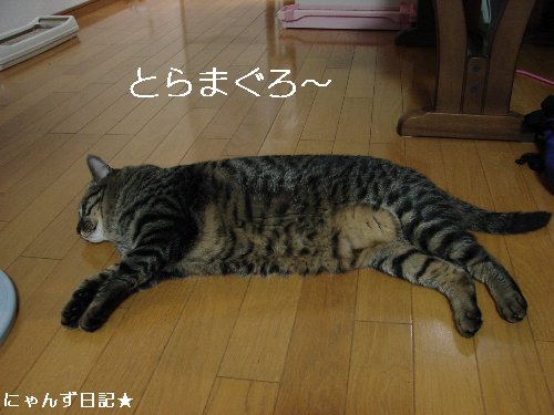 まぐろの値上がり_d0355333_14110353.jpg