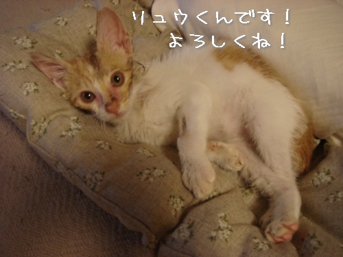 お名前きまったよ!_d0355333_14111230.jpg
