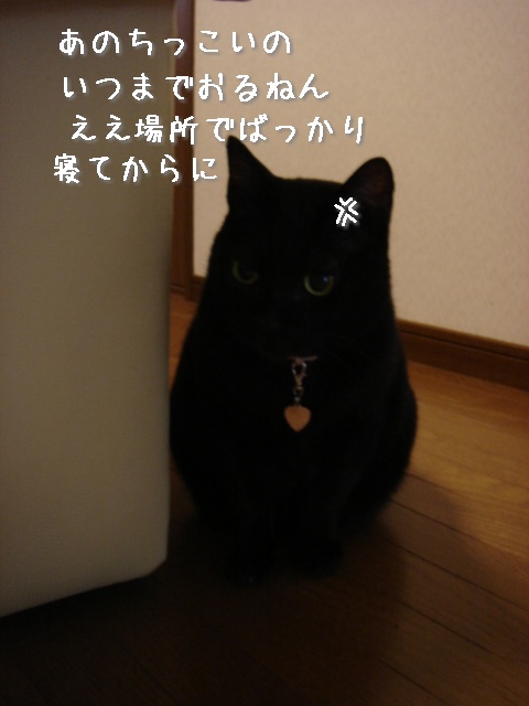 お名前きまったよ!_d0355333_14111577.jpg
