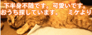 かわいいミケちゃん_d0355333_14111826.gif