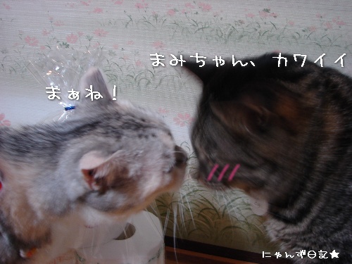 頂きものいっぱい♪_d0355333_14112875.jpg