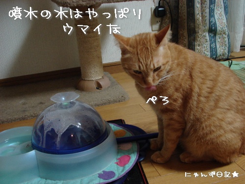 一触即発*大人の判断_d0355333_14114427.jpg