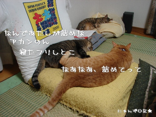 一触即発*大人の判断_d0355333_14114525.jpg