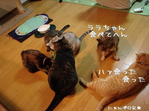 久しぶりの猫草パーティ_d0355333_14114615.jpg