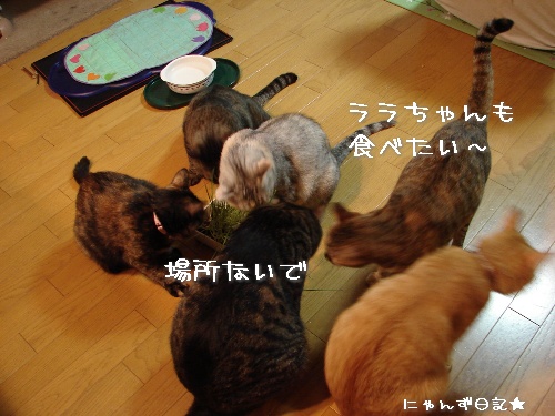 久しぶりの猫草パーティ_d0355333_14114617.jpg