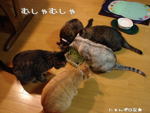 久しぶりの猫草パーティ_d0355333_14114662.jpg