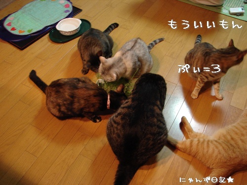 久しぶりの猫草パーティ_d0355333_14114664.jpg