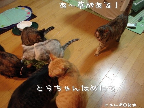 久しぶりの猫草パーティ_d0355333_14114690.jpg