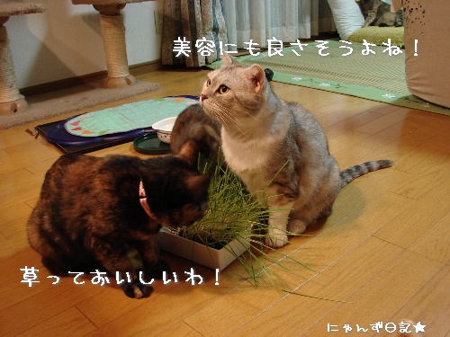 久しぶりの猫草パーティ_d0355333_14114762.jpg