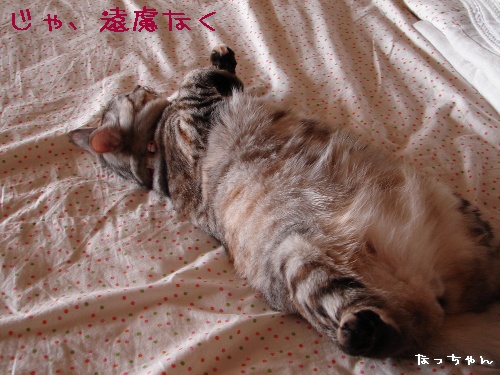じゃんとけん、お試しへ・・・_d0355333_14120688.jpg