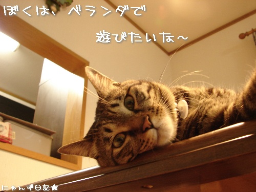 ベランダ改装計画停止ちう_d0355333_14123119.jpg