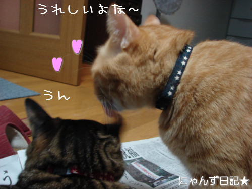 新しい首輪だ~_d0355333_14123505.jpeg