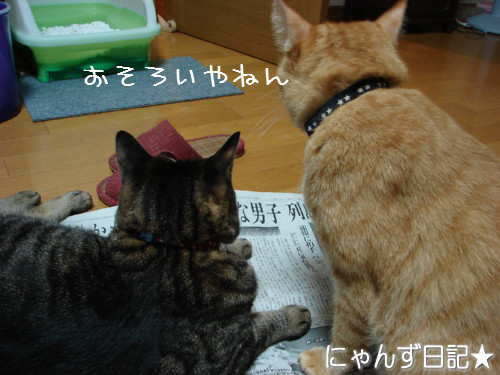 新しい首輪だ~_d0355333_14123508.jpeg