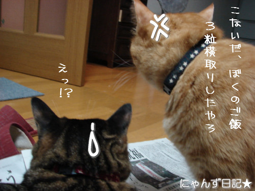 新しい首輪だ~_d0355333_14123595.jpeg