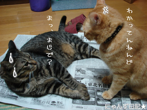 新しい首輪だ~_d0355333_14123684.jpeg