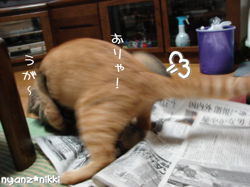 ご飯3粒の恨み_d0355333_14123761.jpeg