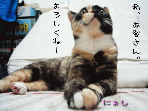 かわいい「お客さん」_d0355333_14124074.jpeg