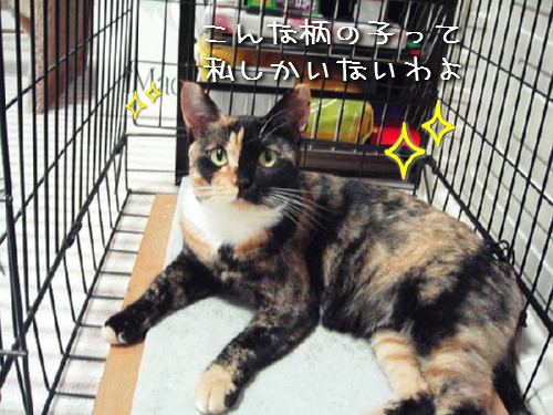 かわいい「お客さん」_d0355333_14124101.jpeg