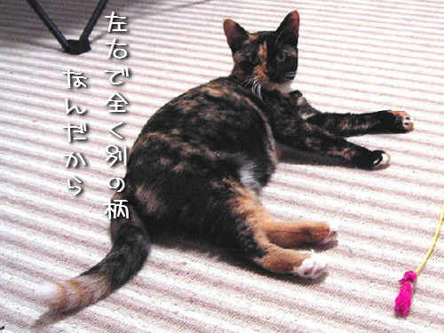 かわいい「お客さん」_d0355333_14124182.jpeg