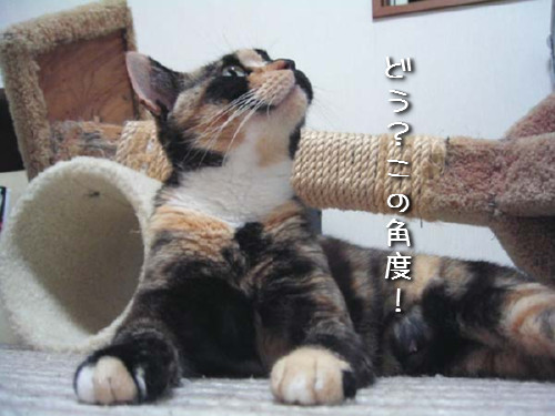 かわいい「お客さん」_d0355333_14124231.jpeg
