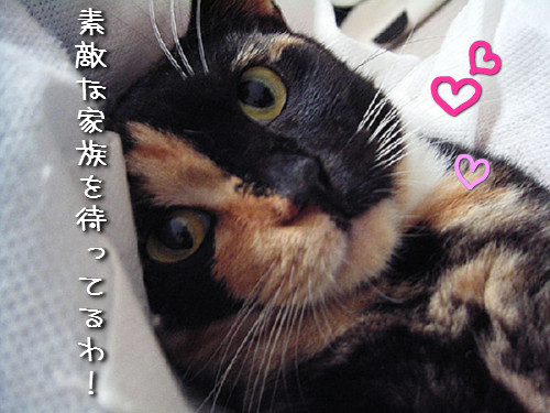 かわいい「お客さん」_d0355333_14124266.jpeg