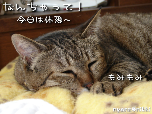 早朝暴走族★化け猫組_d0355333_14124303.jpeg