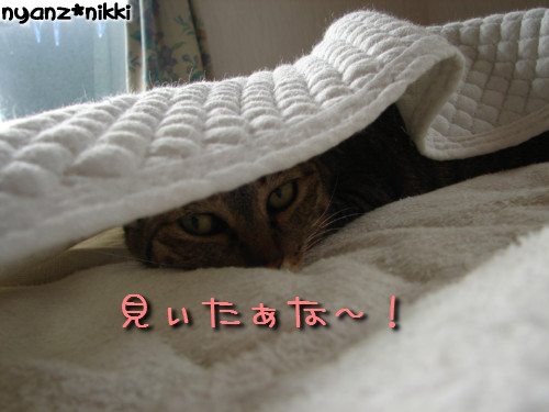 早朝暴走族★化け猫組_d0355333_14124306.jpeg