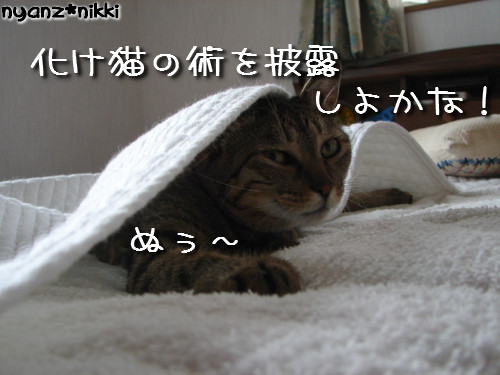 早朝暴走族★化け猫組_d0355333_14124318.jpeg