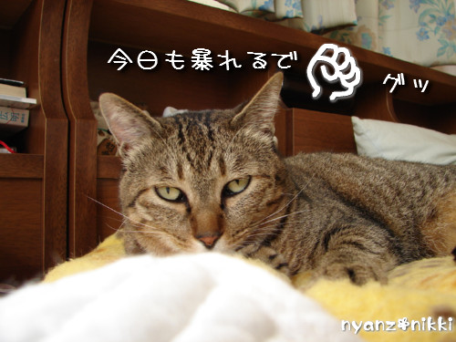 早朝暴走族★化け猫組_d0355333_14124356.jpeg
