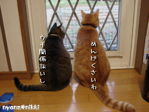 右向き左向き、どっち?_d0355333_14124682.jpeg