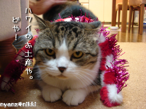 ハワイのお土産?!_d0355333_14125229.jpeg