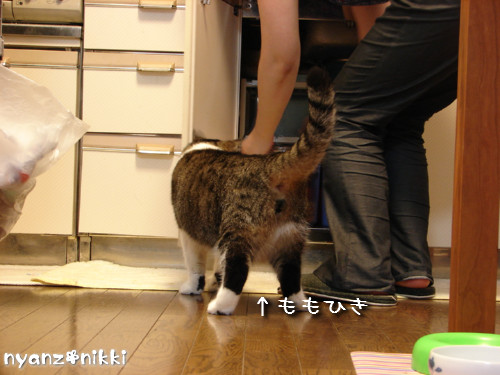 d0355333_14125352.jpeg