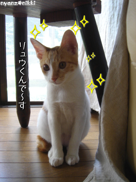 変身★別猫_d0355333_14125617.jpeg