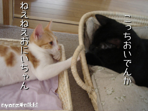 変身★別猫_d0355333_14125664.jpeg