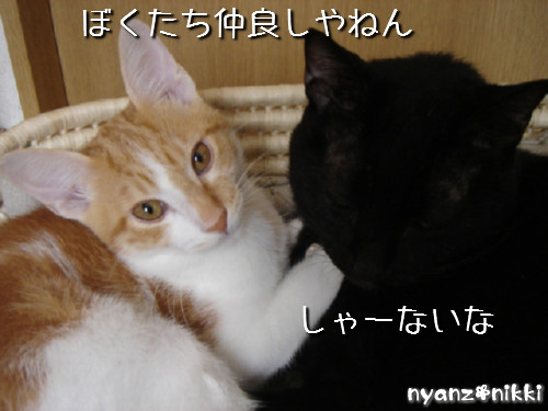 変身★別猫_d0355333_14125756.jpeg