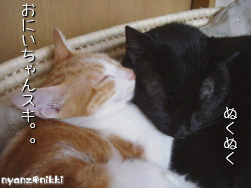 変身★別猫_d0355333_14125791.jpeg
