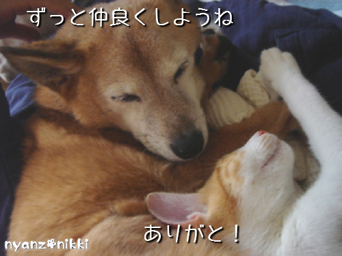 変身★別猫_d0355333_14125802.jpeg