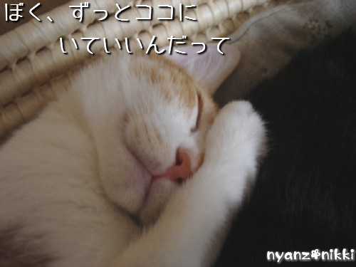 変身★別猫_d0355333_14125865.jpeg