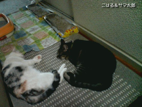ぐわし★サマ太郎、その他いっぱい_d0355333_14125978.jpeg