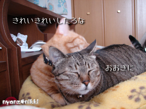 世話好きが仇となる?_d0355333_14130122.jpeg