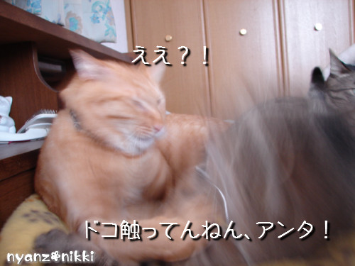 世話好きが仇となる?_d0355333_14130148.jpeg