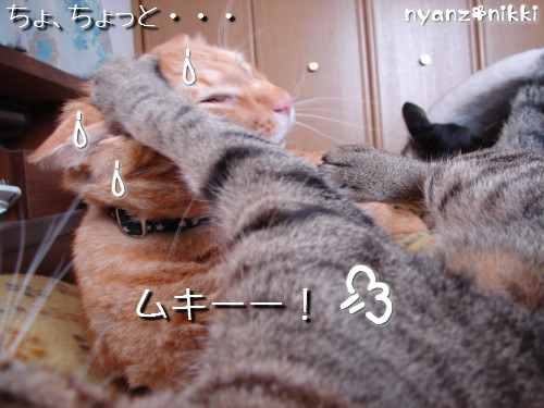 世話好きが仇となる?_d0355333_14130193.jpeg
